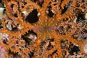Euryale aspera-Wakatobi Moga Island-6m-20180530nuit-Denis-ADER-DSC_2466_tn